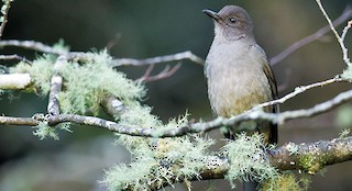  - Mountain Thrush