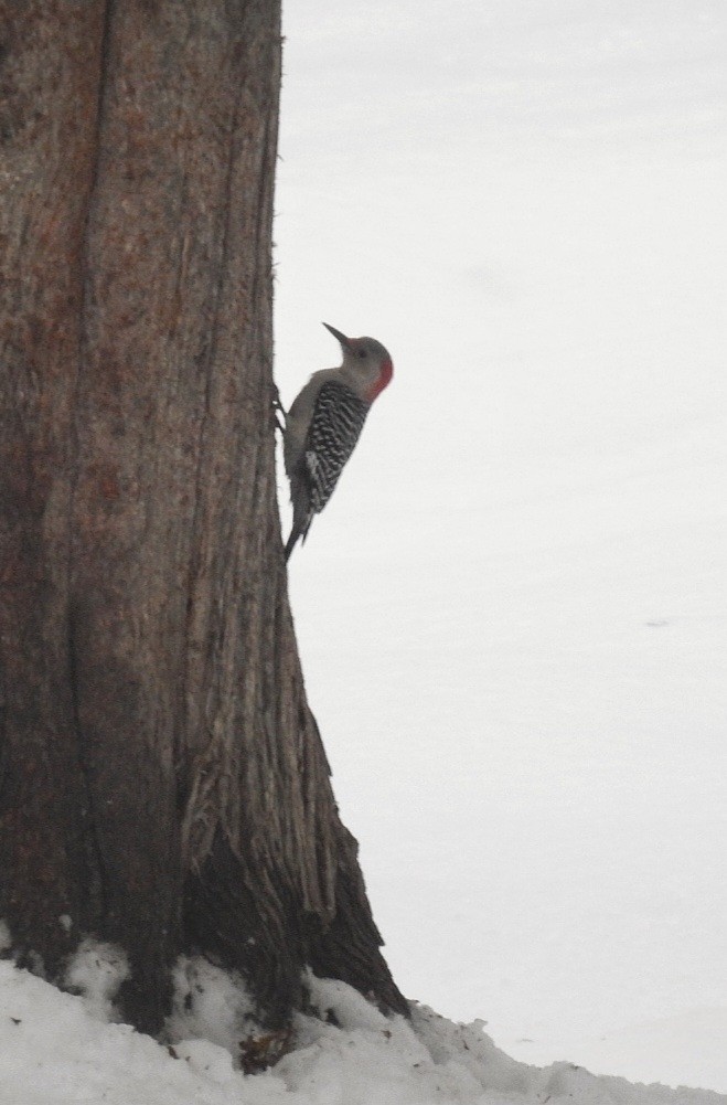 Red-bellied Woodpecker - ML510362331