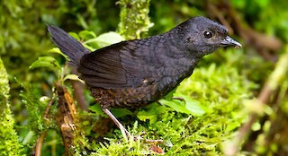  - Nariño Tapaculo