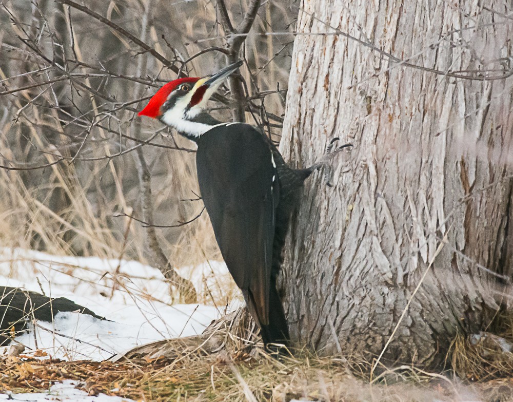 Pileated Woodpecker - ML510365311