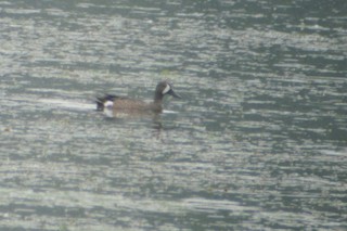 Blue-winged Teal, ML51036711