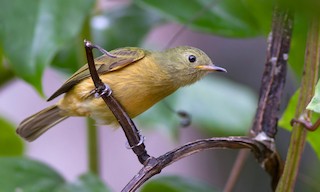  - Ochre-bellied Flycatcher