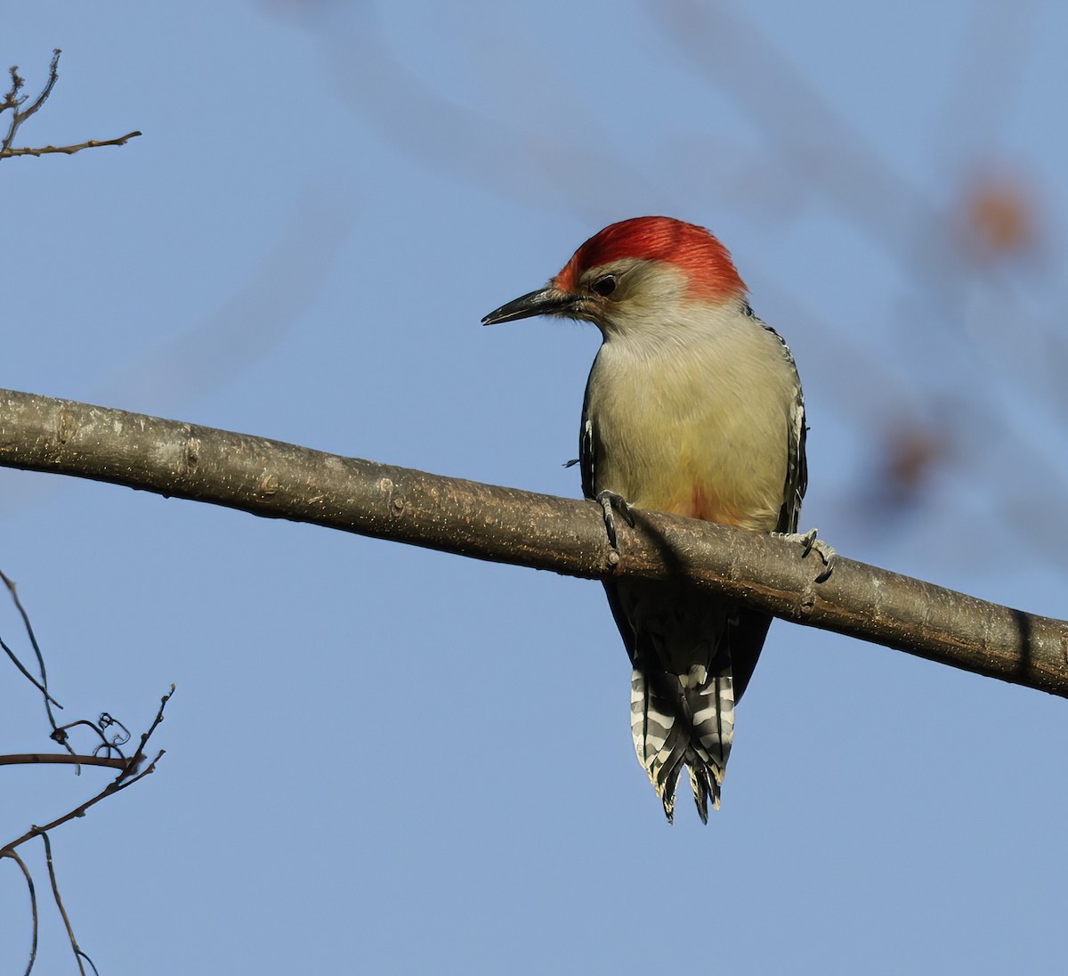 Red-bellied Woodpecker - ML510372251