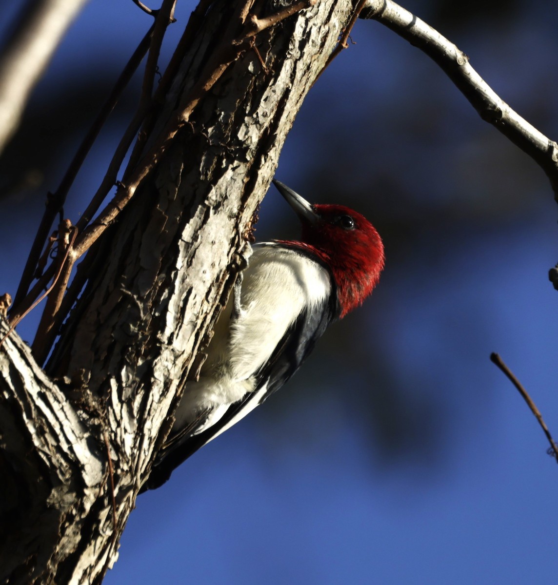 Red-headed Woodpecker - ML510372981