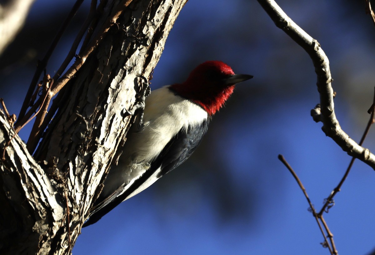 Red-headed Woodpecker - ML510372991