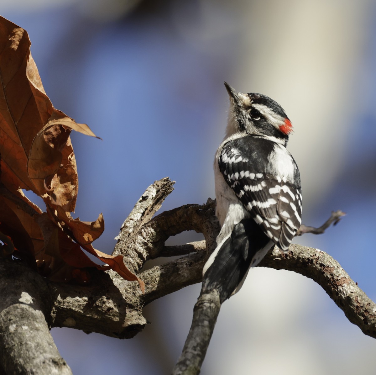 Downy Woodpecker (Eastern) - ML510373241