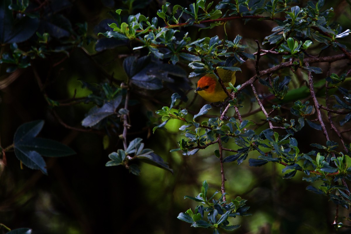 Rust-and-yellow Tanager - ML510374861
