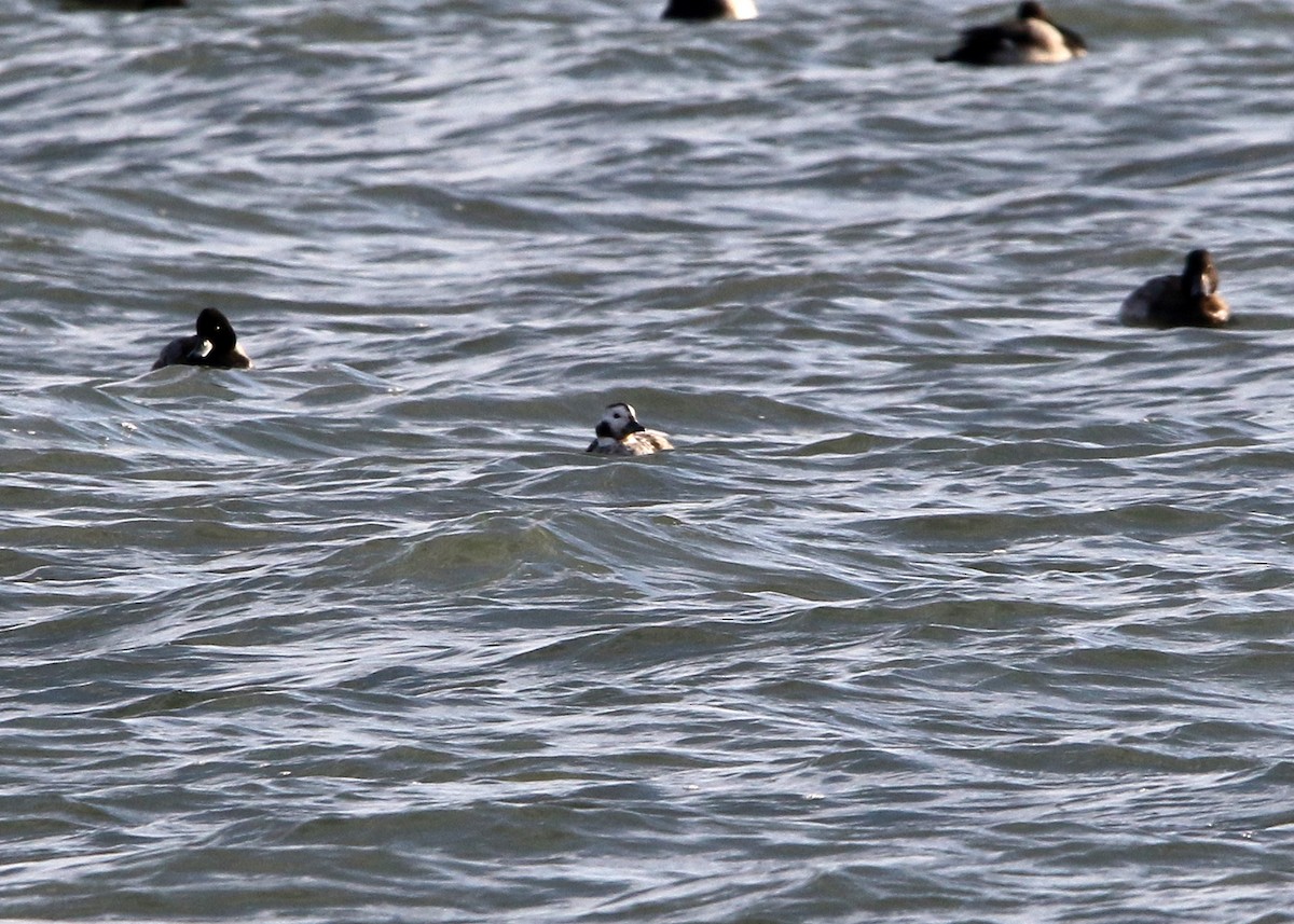 Long-tailed Duck - ML510378041