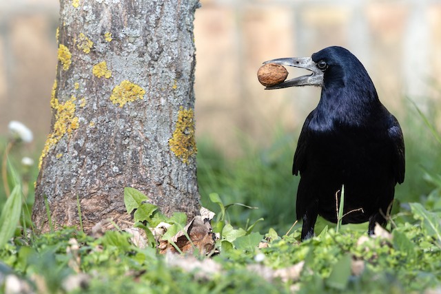 Rook - eBird