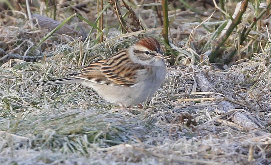Chipping Sparrow - ML510378801