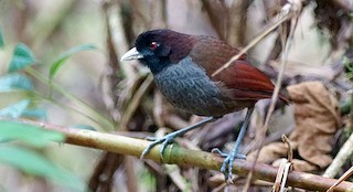  - Pale-billed Antpitta