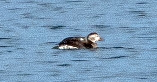 Long-tailed Duck - ML510384741