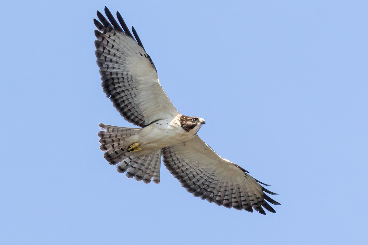 Short-tailed Hawk - ML510388101