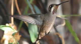  - Plain-capped Starthroat