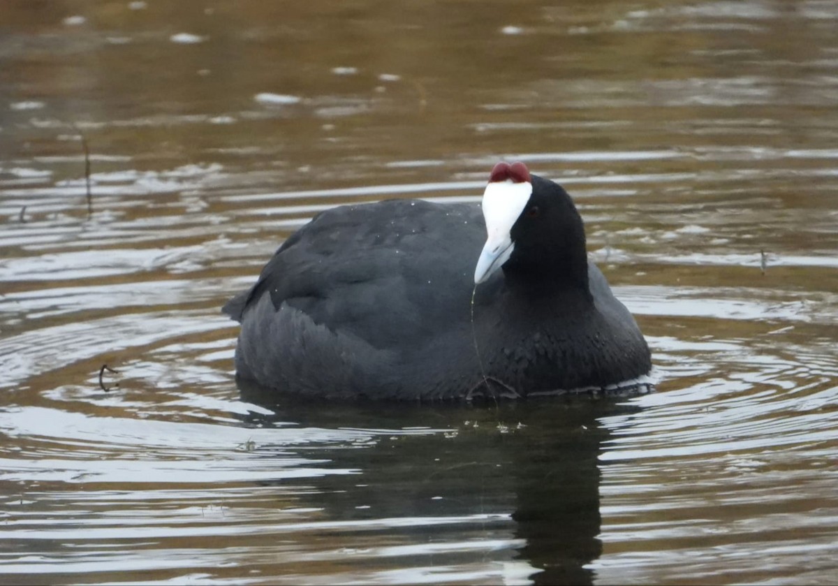 Red-knobbed Coot - ML510392201