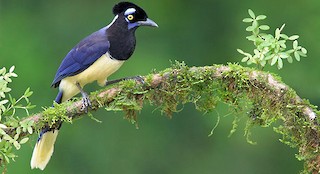  - Plush-crested Jay