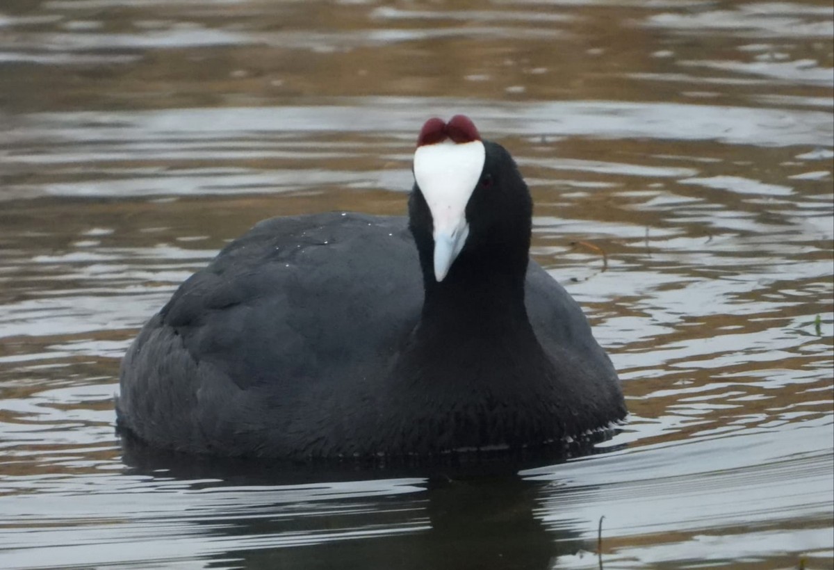 Red-knobbed Coot - ML510392211