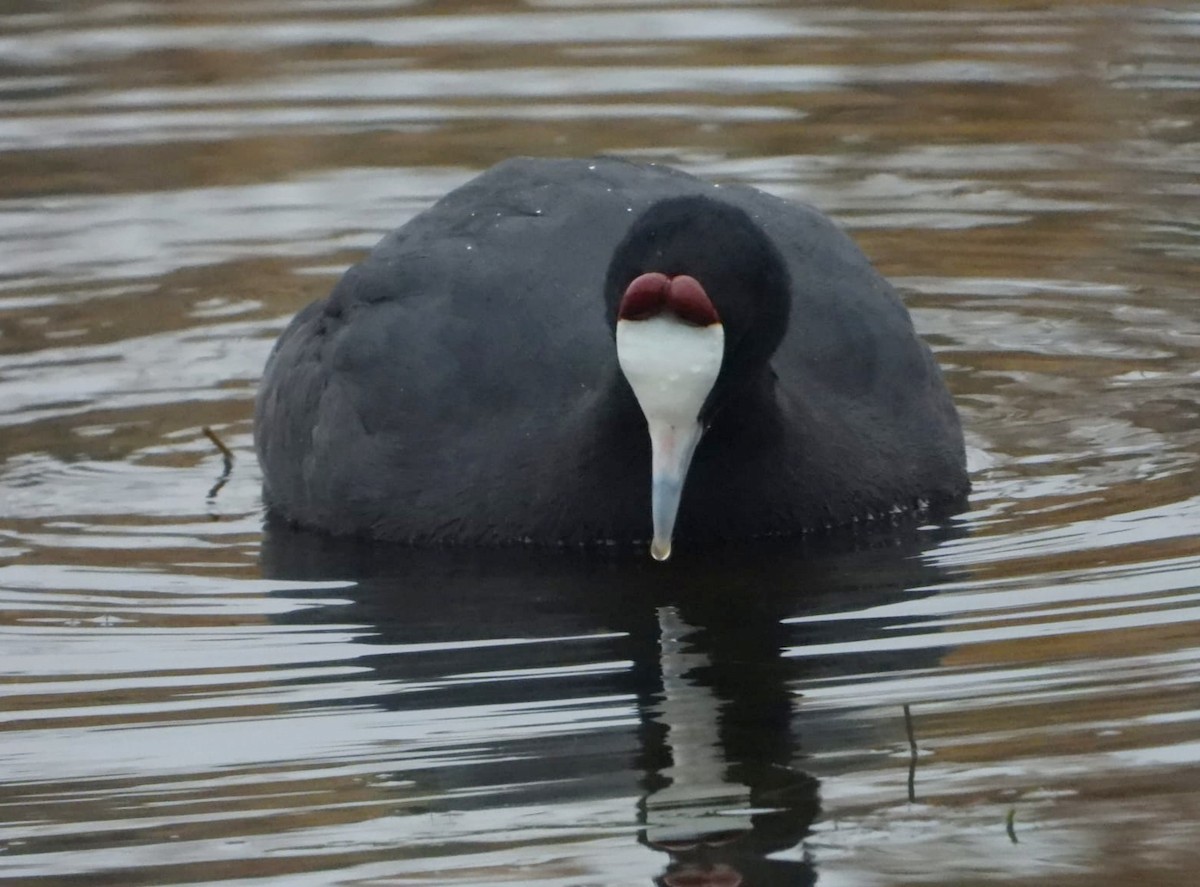 Red-knobbed Coot - ML510392221