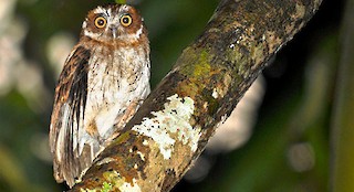  - Puerto Rican Owl