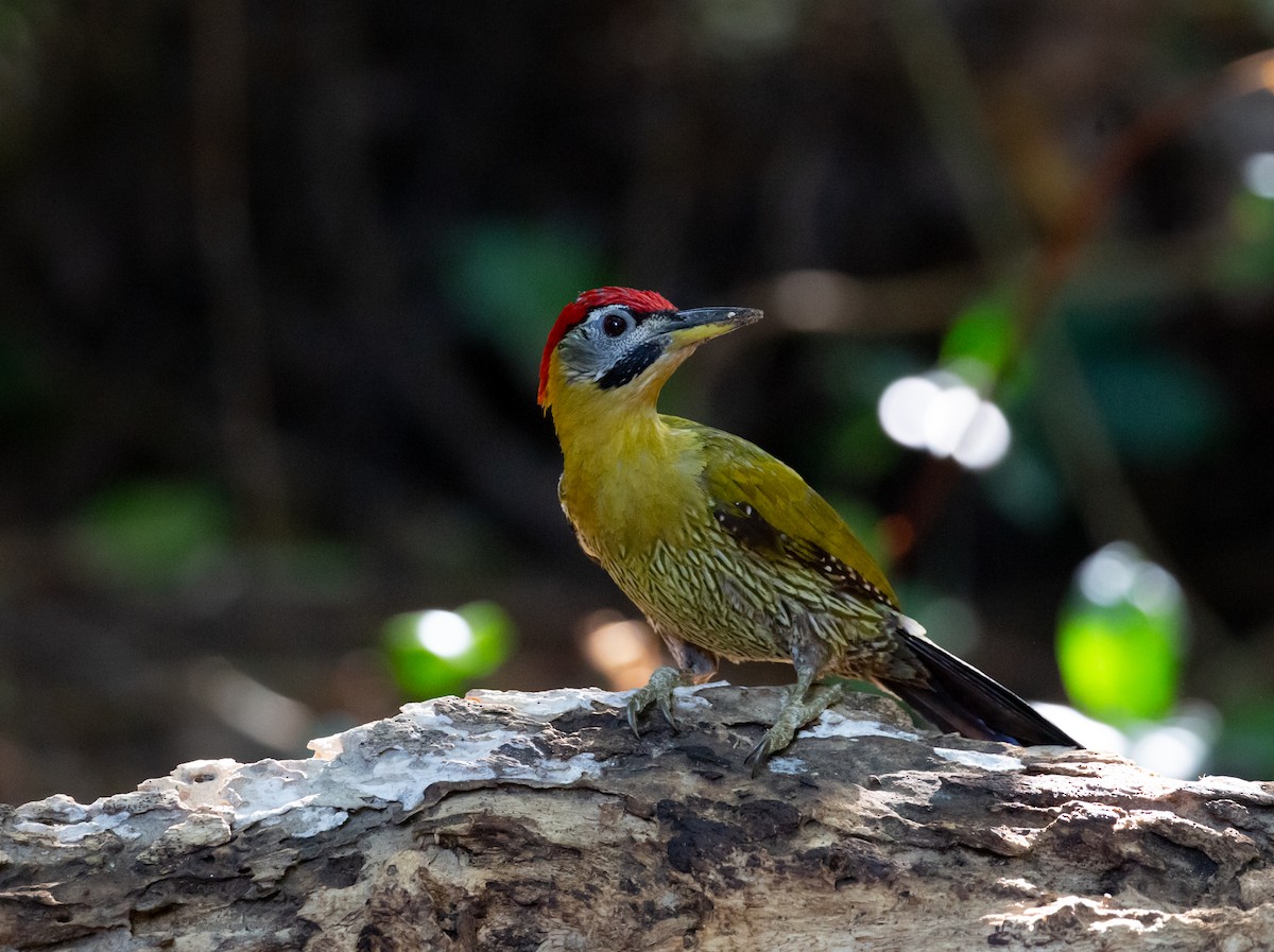 Laced Woodpecker - Paul Mandala