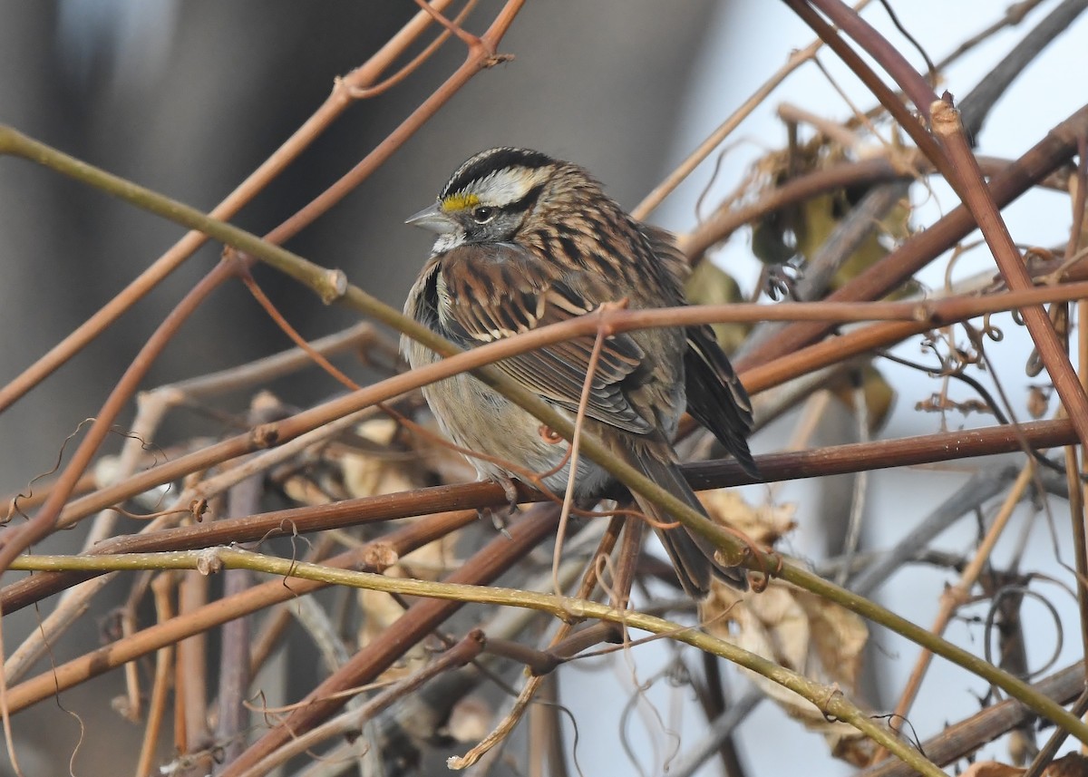 White-throated Sparrow - ML510397021