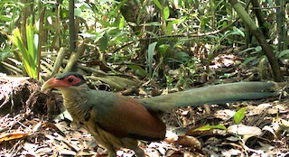  - Red-billed Ground-Cuckoo