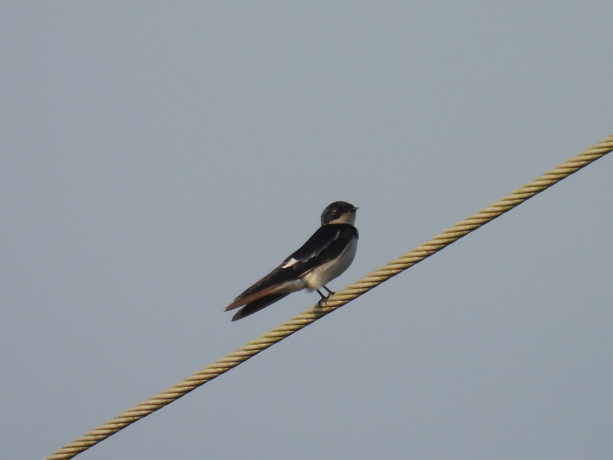 Pied-winged Swallow - Simon Bradfield