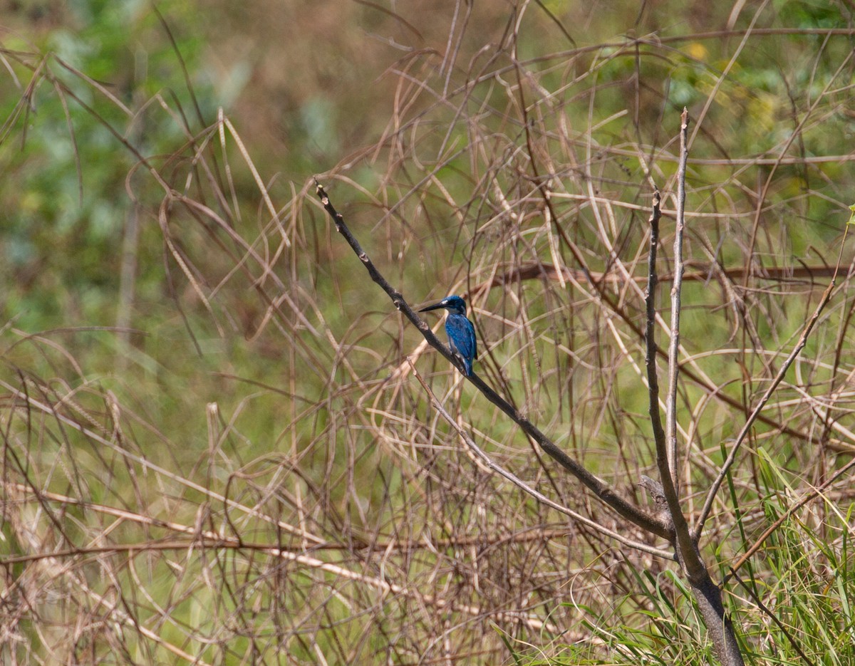 Small Blue Kingfisher - ML510400121