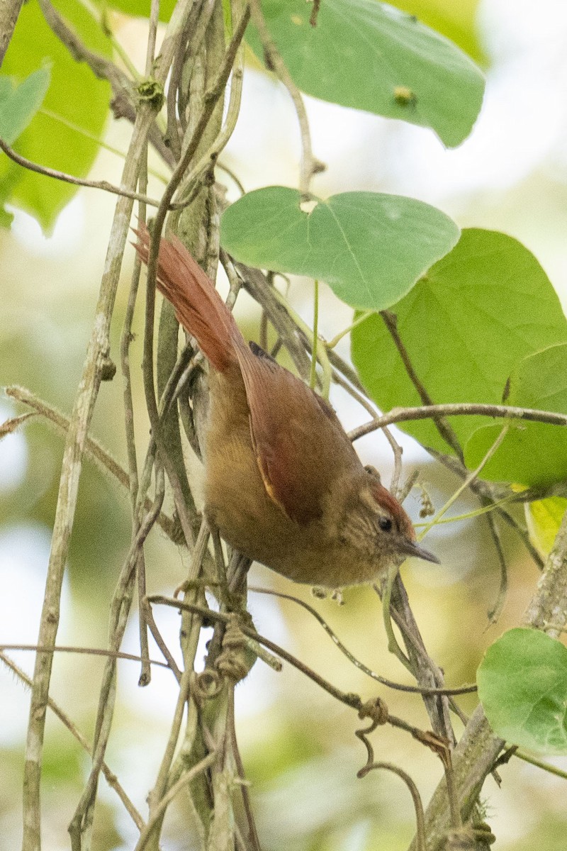 Ash-browed Spinetail - ML510402041