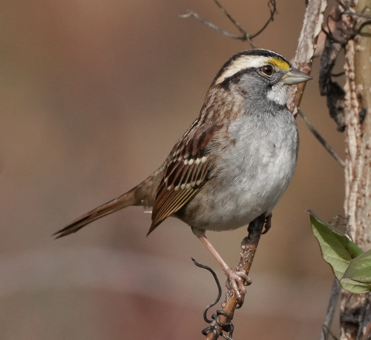 White-throated Sparrow - Charlene Fan