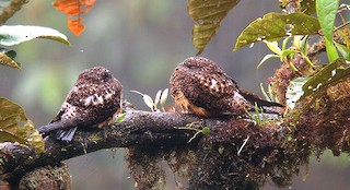  - Rufous-bellied Nighthawk