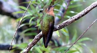  - Rufous-breasted Sabrewing