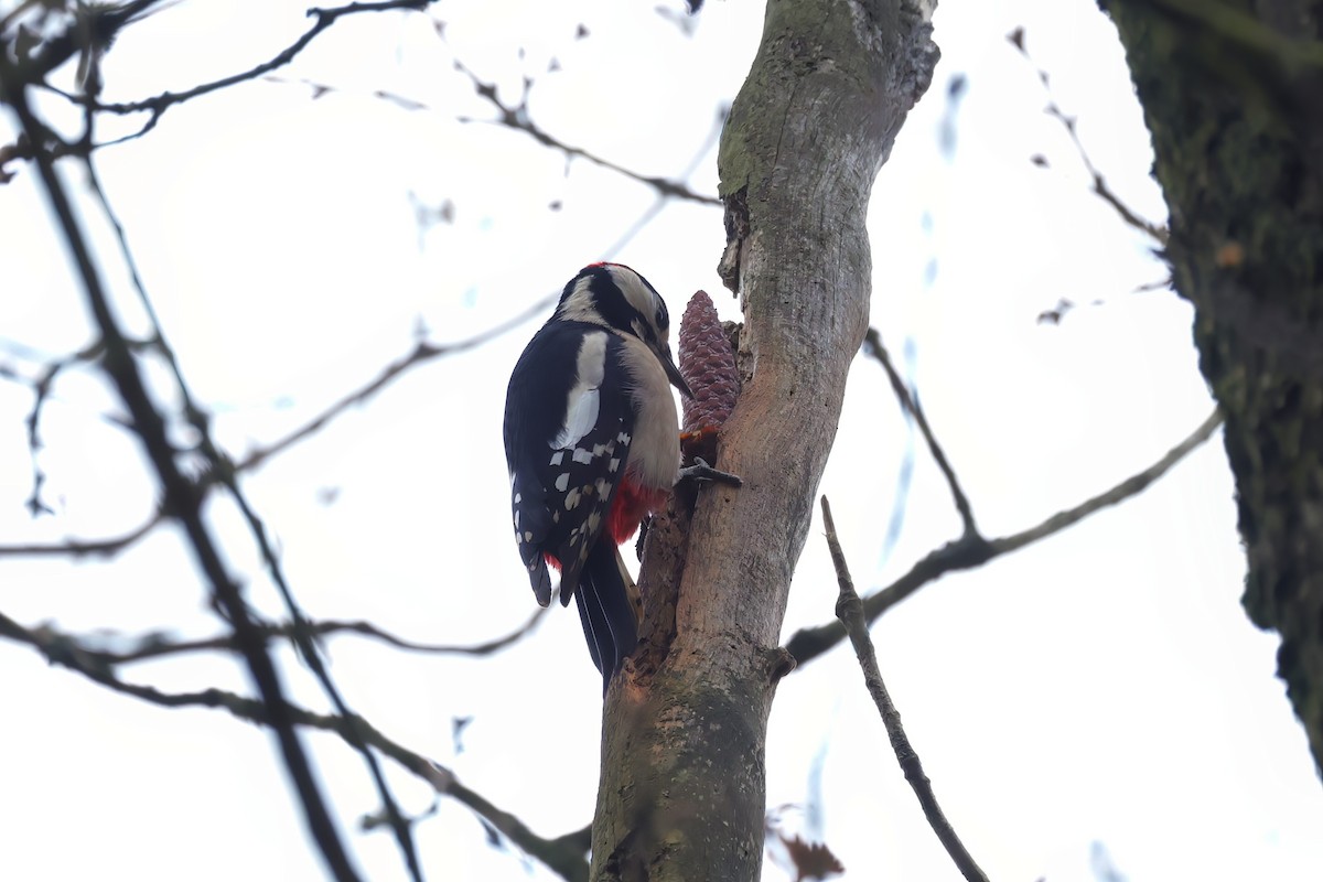 Great Spotted Woodpecker - ML510411671