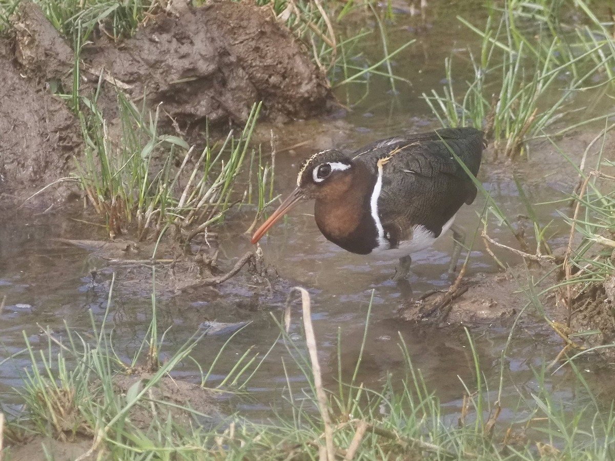Greater Painted-Snipe - ML510412581