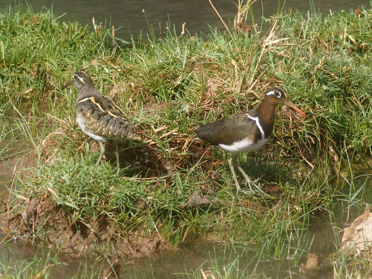 Greater Painted-Snipe - ML510412591