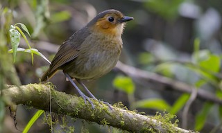  - Rufous-faced Antpitta