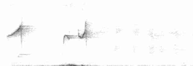 Graubauch-Dickichtschlüpfer - ML510415781