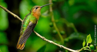  - Rufous Sabrewing