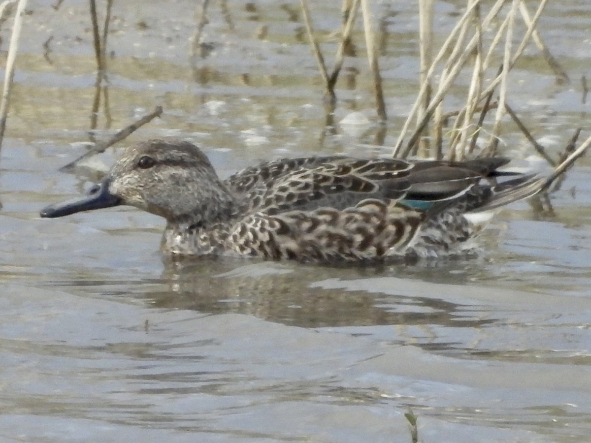 Green-winged Teal - ML510418251