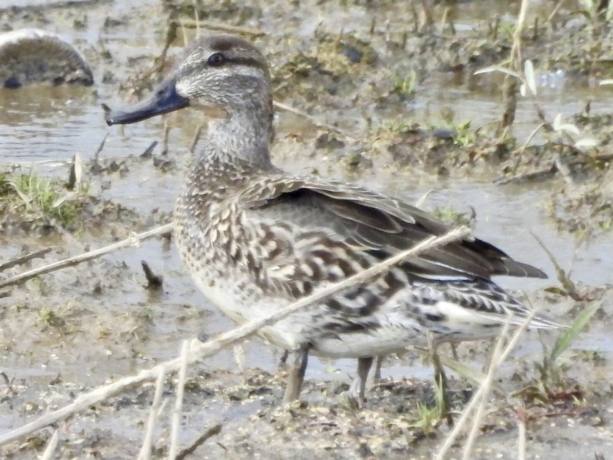 Green-winged Teal - ML510418261
