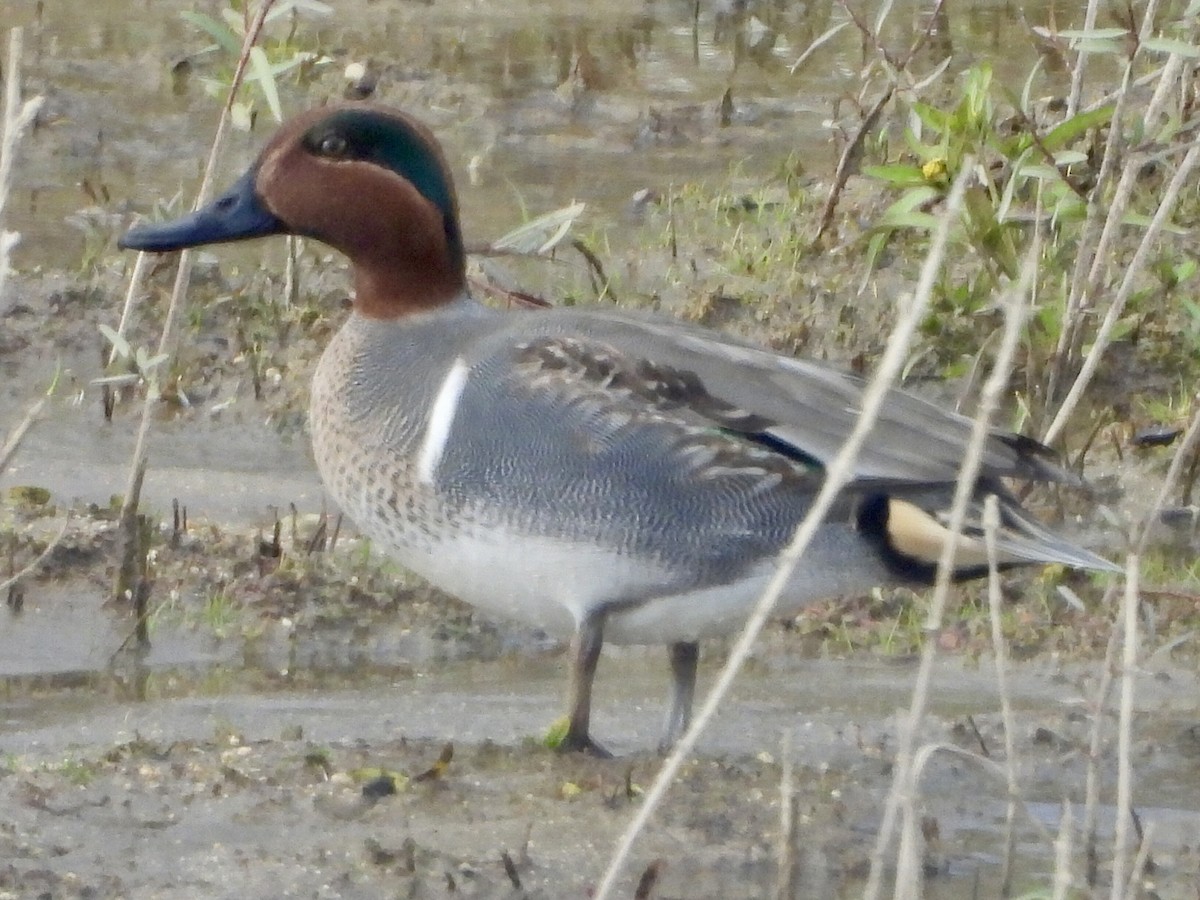 Green-winged Teal - ML510418271