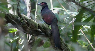  - Rufous-winged Ground-Cuckoo