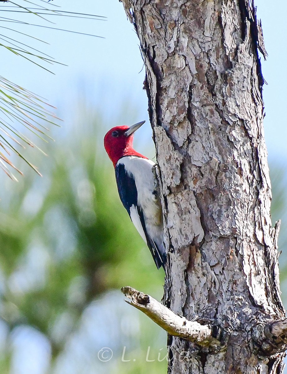 Red-headed Woodpecker - ML510425421