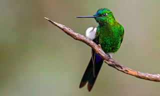  - Sapphire-vented Puffleg