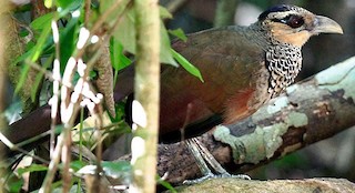  - Scaled Ground-Cuckoo