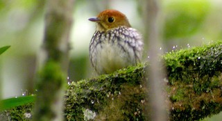  - Scallop-breasted Antpitta
