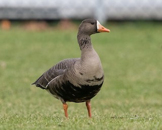 Greater White-fronted Goose, ML510429291