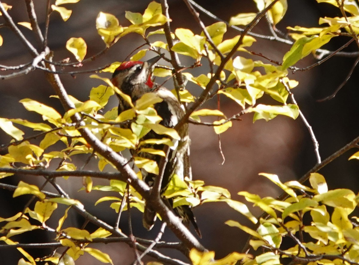 eBird Checklist - 5 Dec 2022 - Madera Canyon--Madera Picnic Area - 27 ...