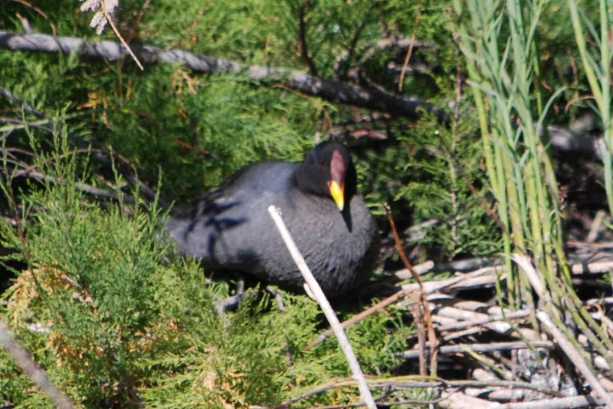 Red-fronted Coot - Noel Zaugg