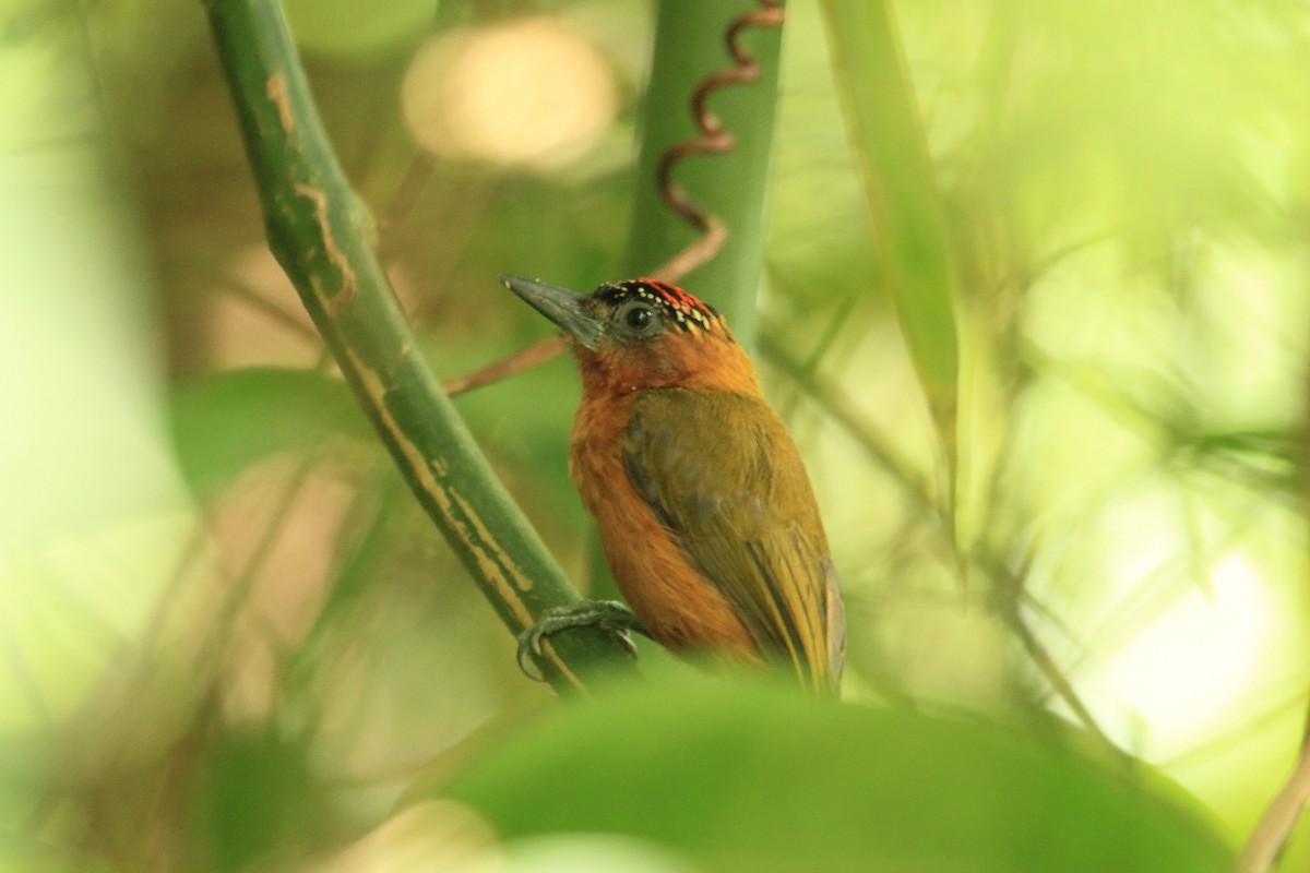 Rufous-breasted Piculet - ML510431771